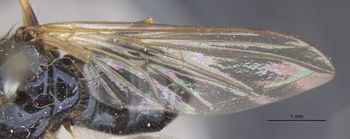 Media type: image;   Entomology 13114 Aspect: Wing front